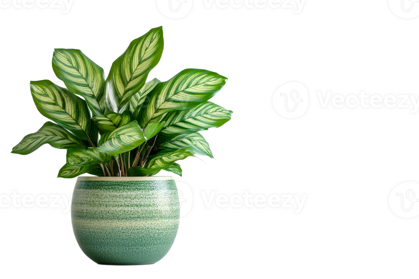 Lush green plant in textured pot with transparent background png