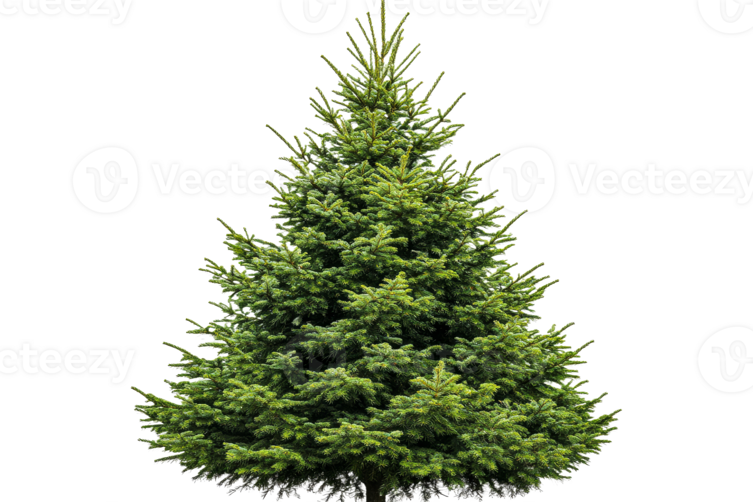 Evergreen tree with lush foliage on transparent background png