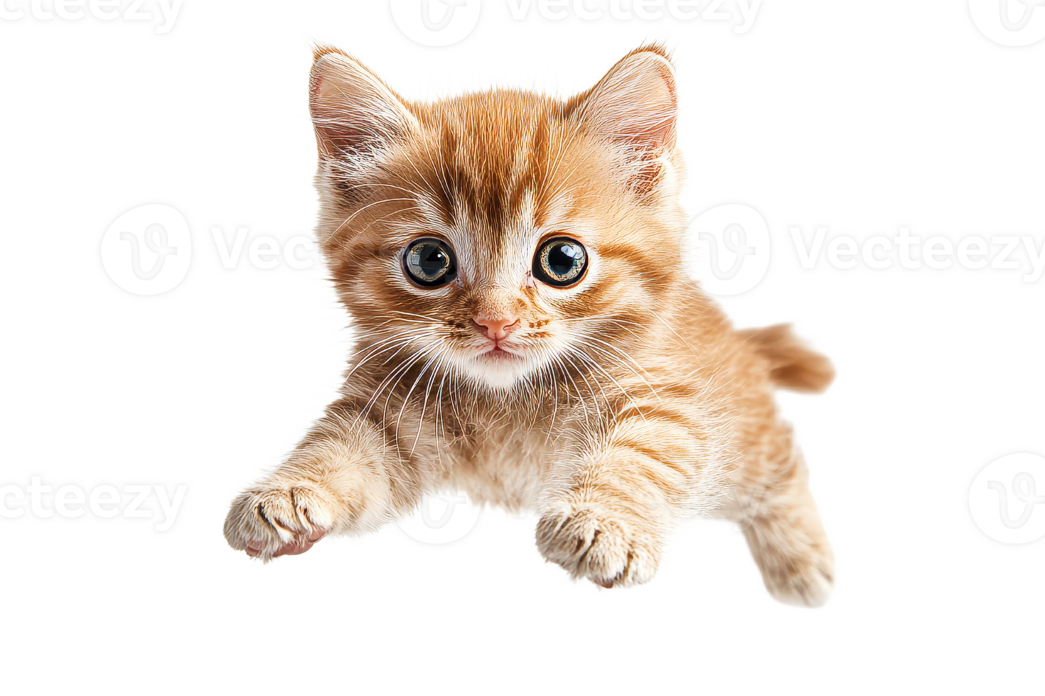 Cute orange kitten jumping with playful energy png