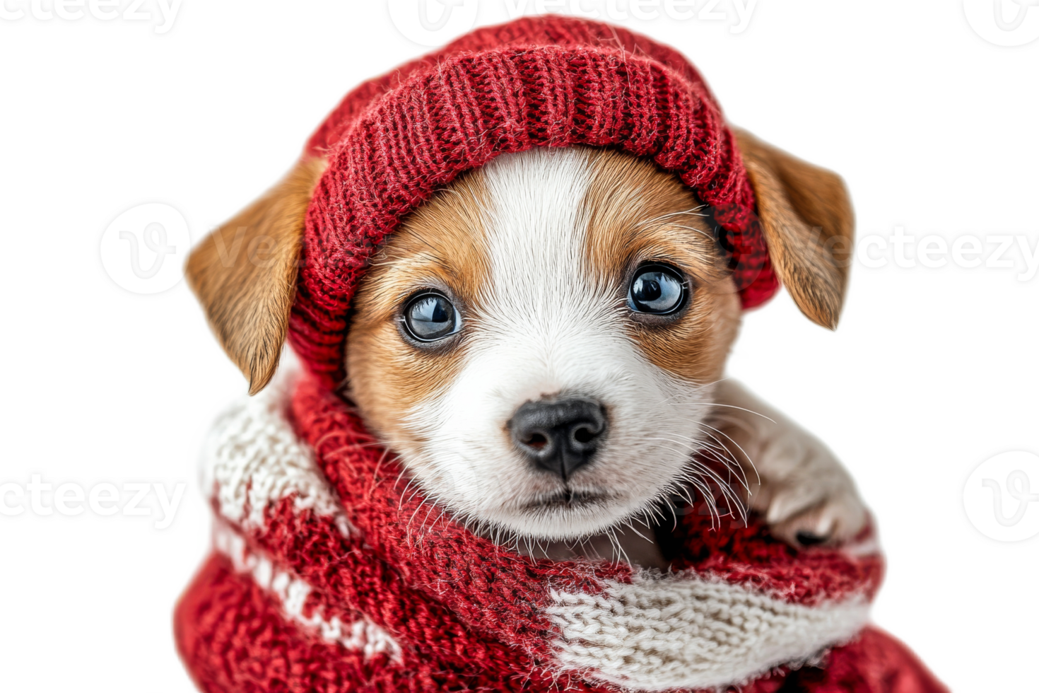 Cute puppy wearing a red knitted hat and scarf png