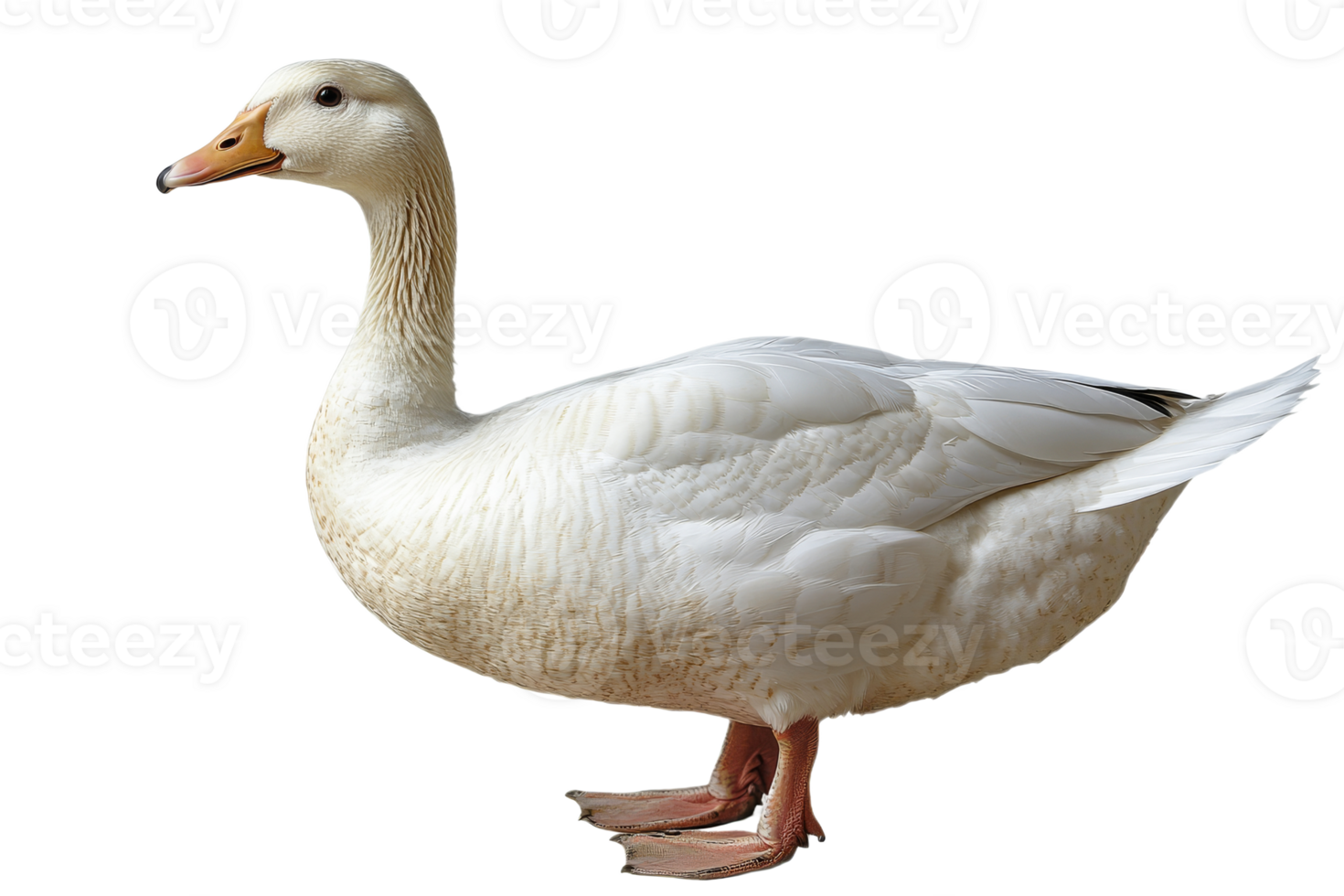 White duck standing on a transparent background png