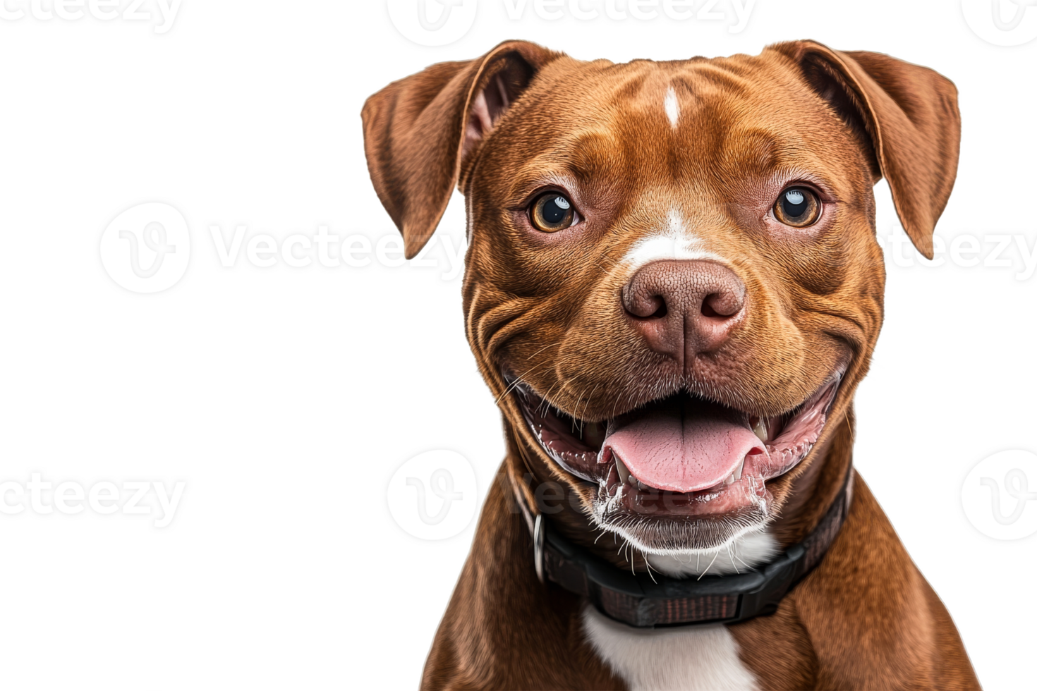 Happy brown dog with white markings showing open mouth png