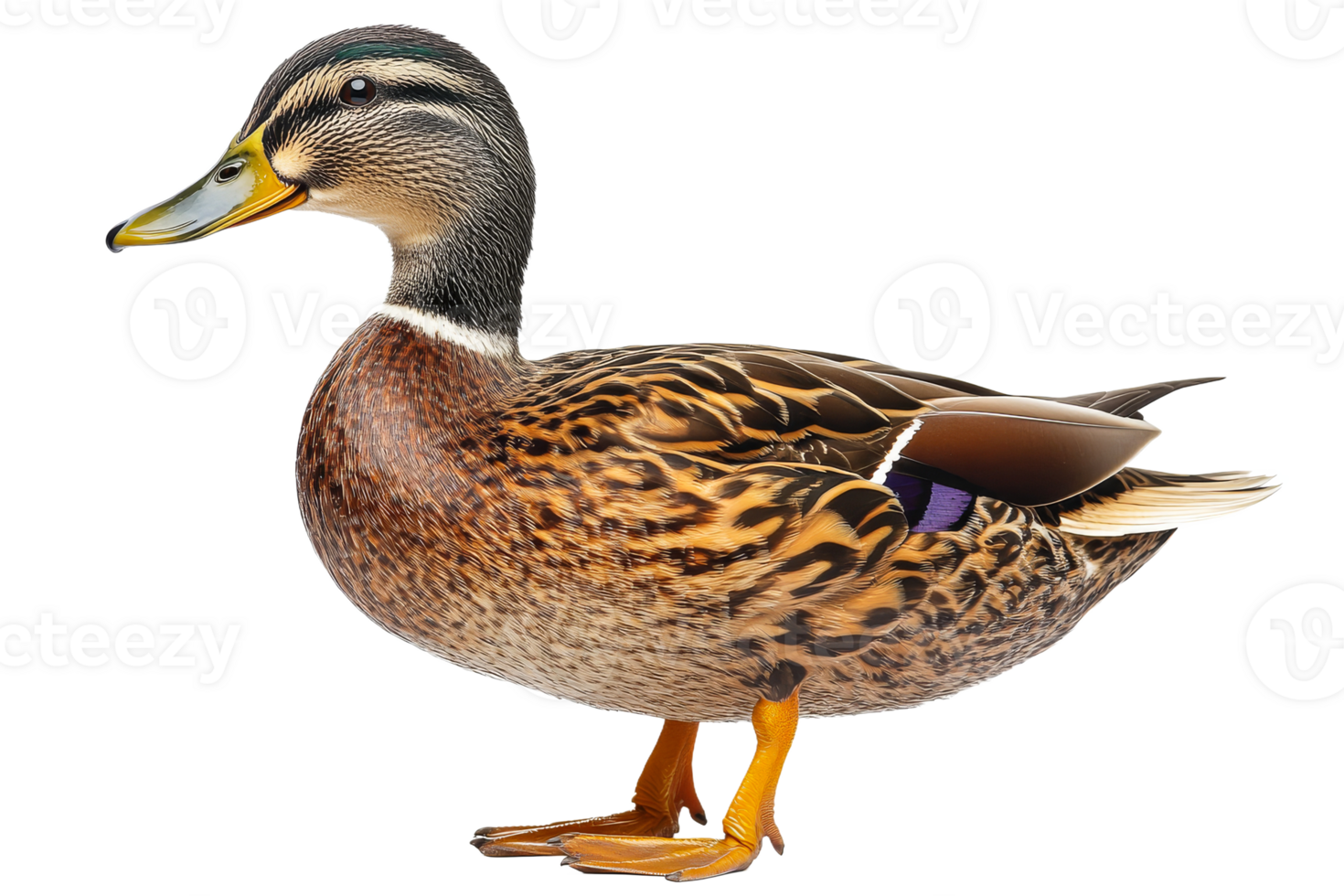 Duck standing elegantly with a transparent background png