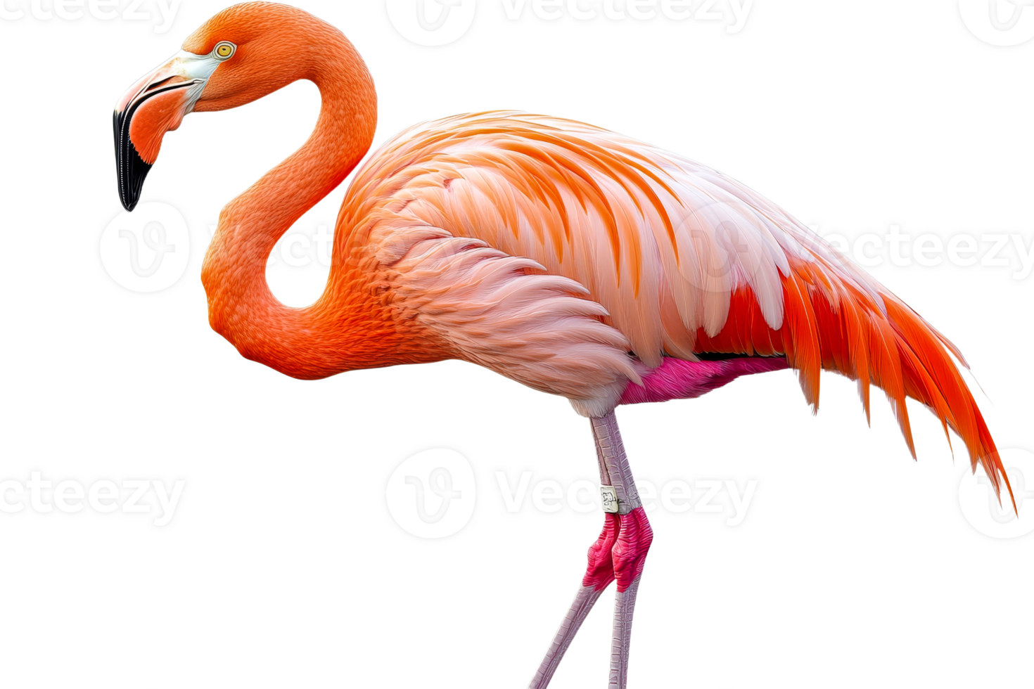 Colorful flamingo on a transparent background png