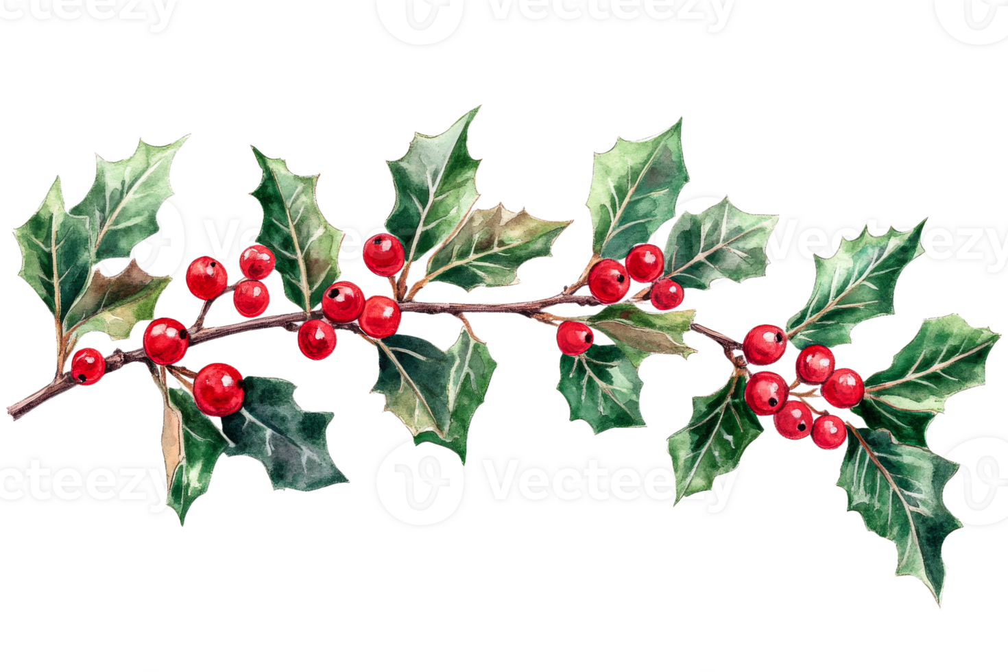 Colorful holly branch with berries on clear background png