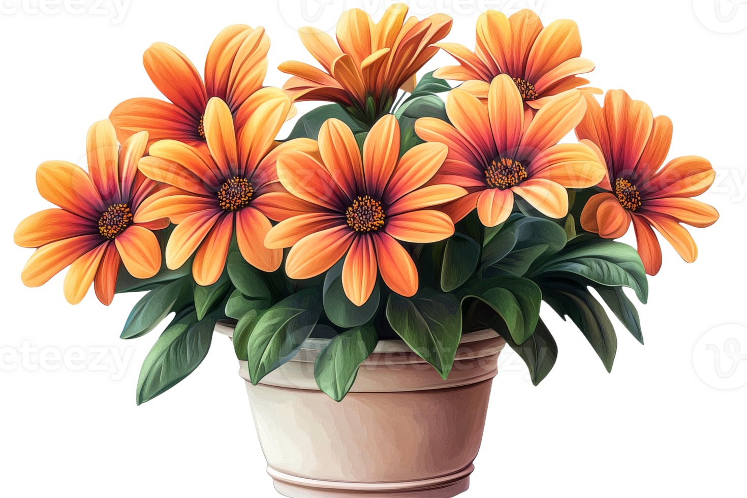 Bright orange flowers in a pot with a transparent background png