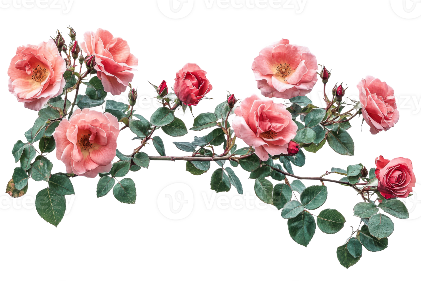 Pink roses with green leaves on clear background png