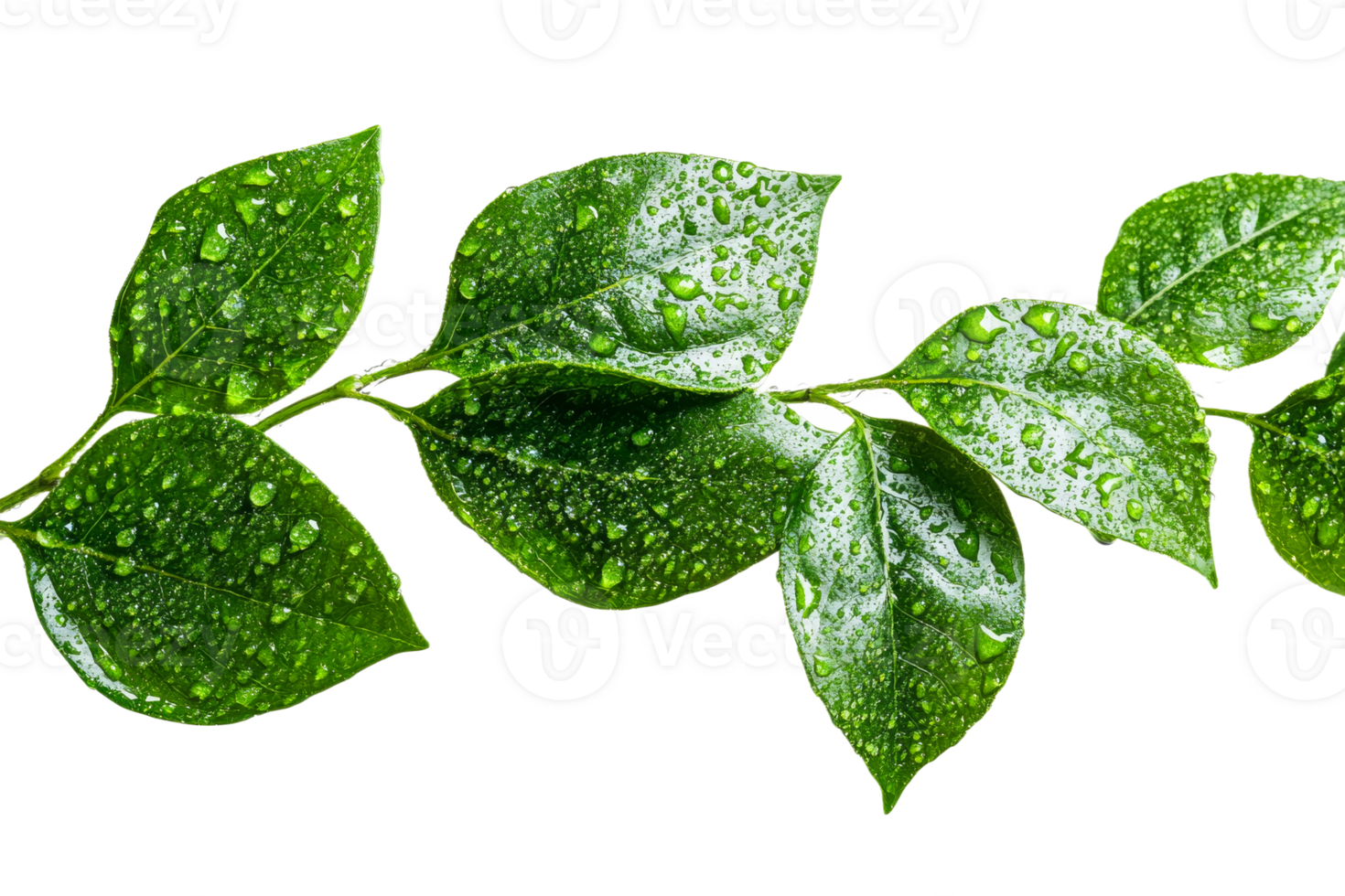 Green leaves with water droplets, cut out transparent png
