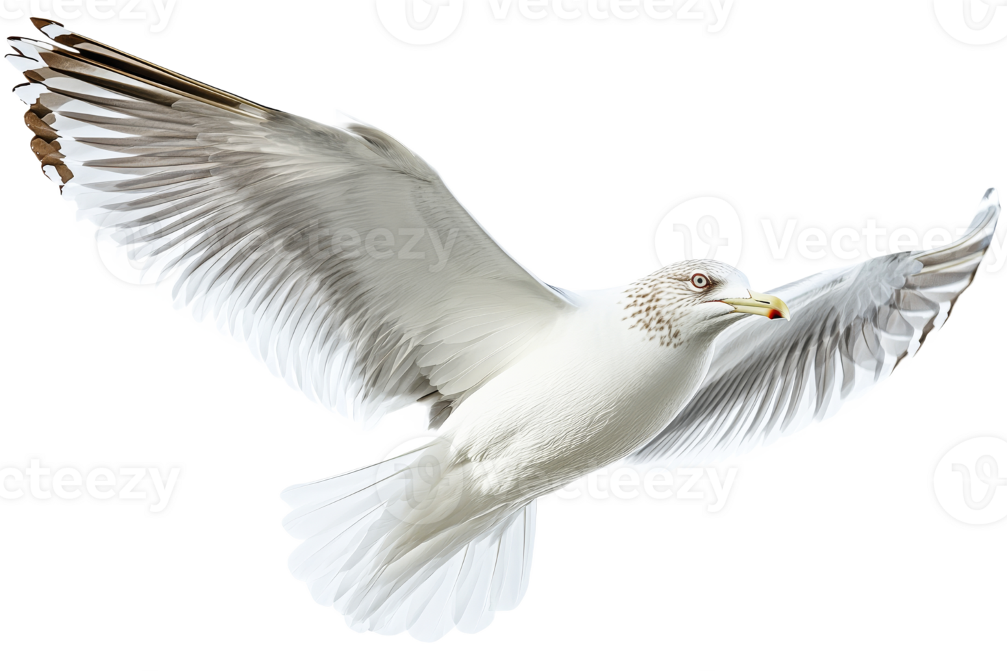 Seagull in flight with wings spread wide over ocean png