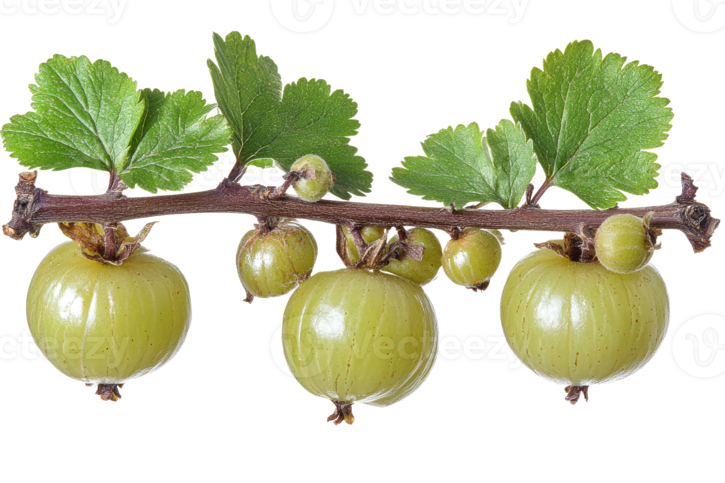 Fresh green gooseberries on branch with leaves png