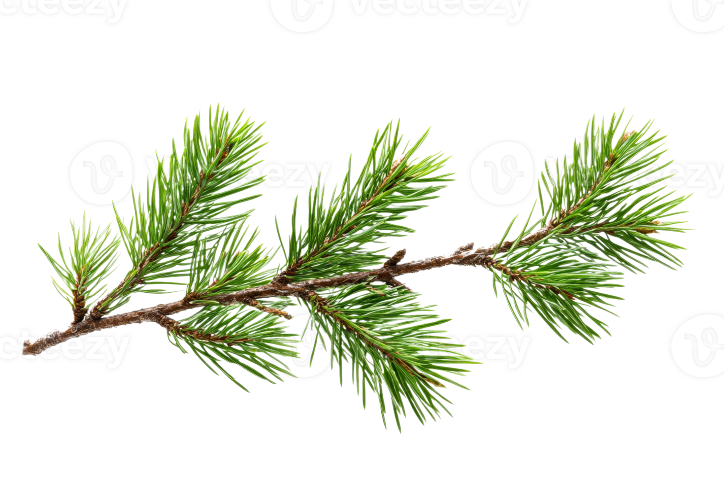 Fresh green pine branch isolated on transparent background png