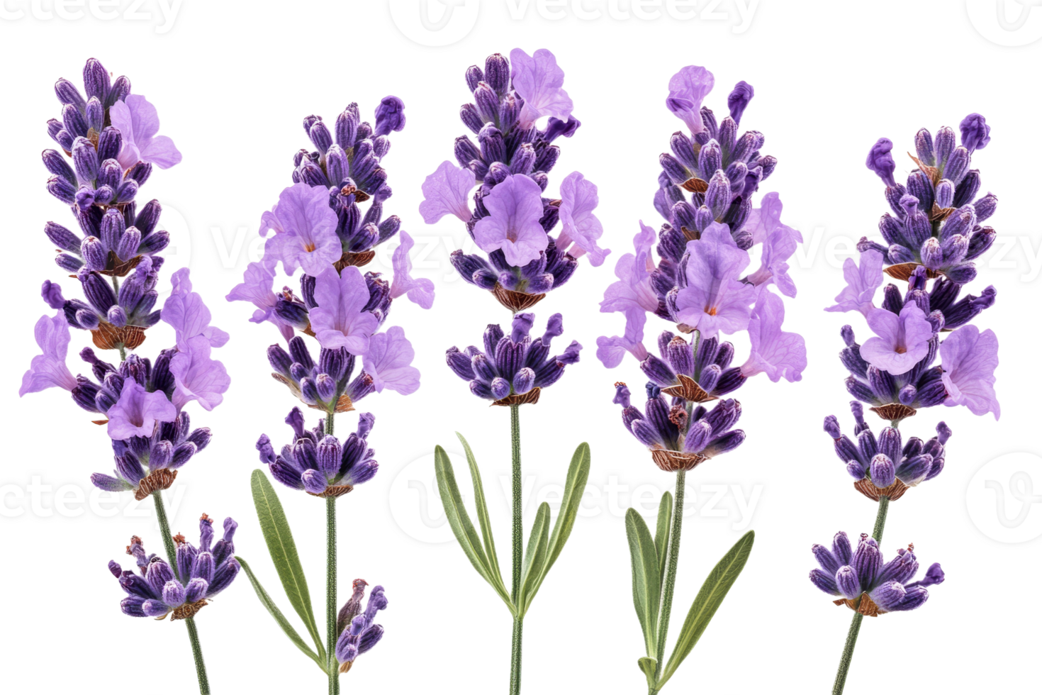 Row of lavender flowers on clear background png