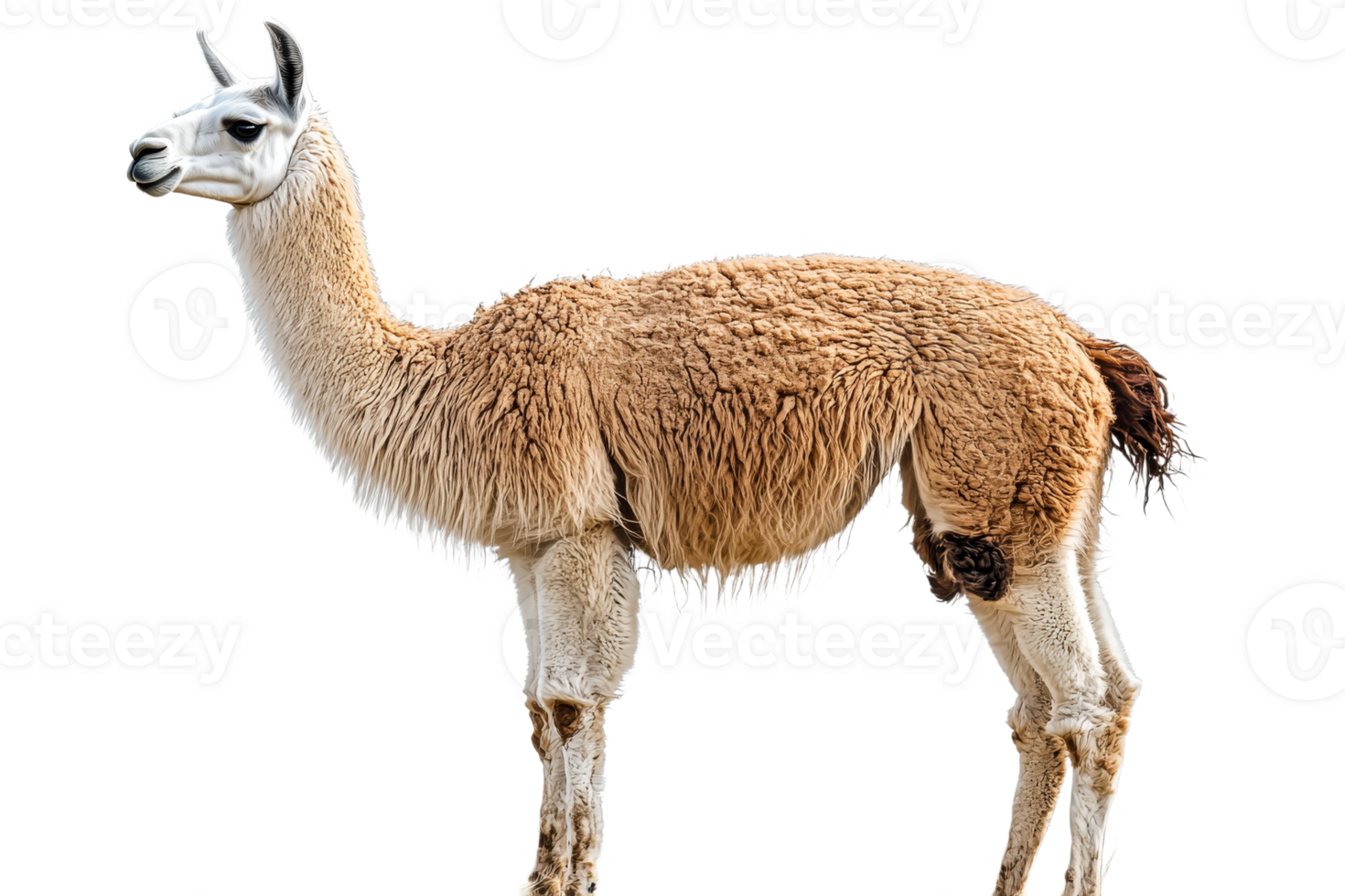 Llama standing gracefully on a transparent background png
