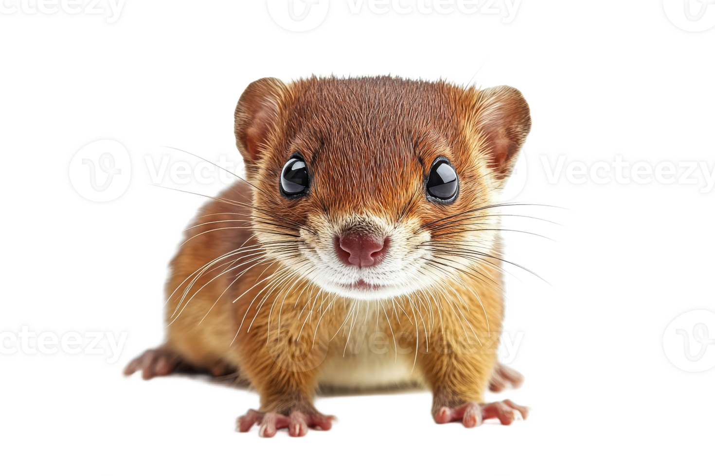 Cute small mammal with shiny eyes on white background png