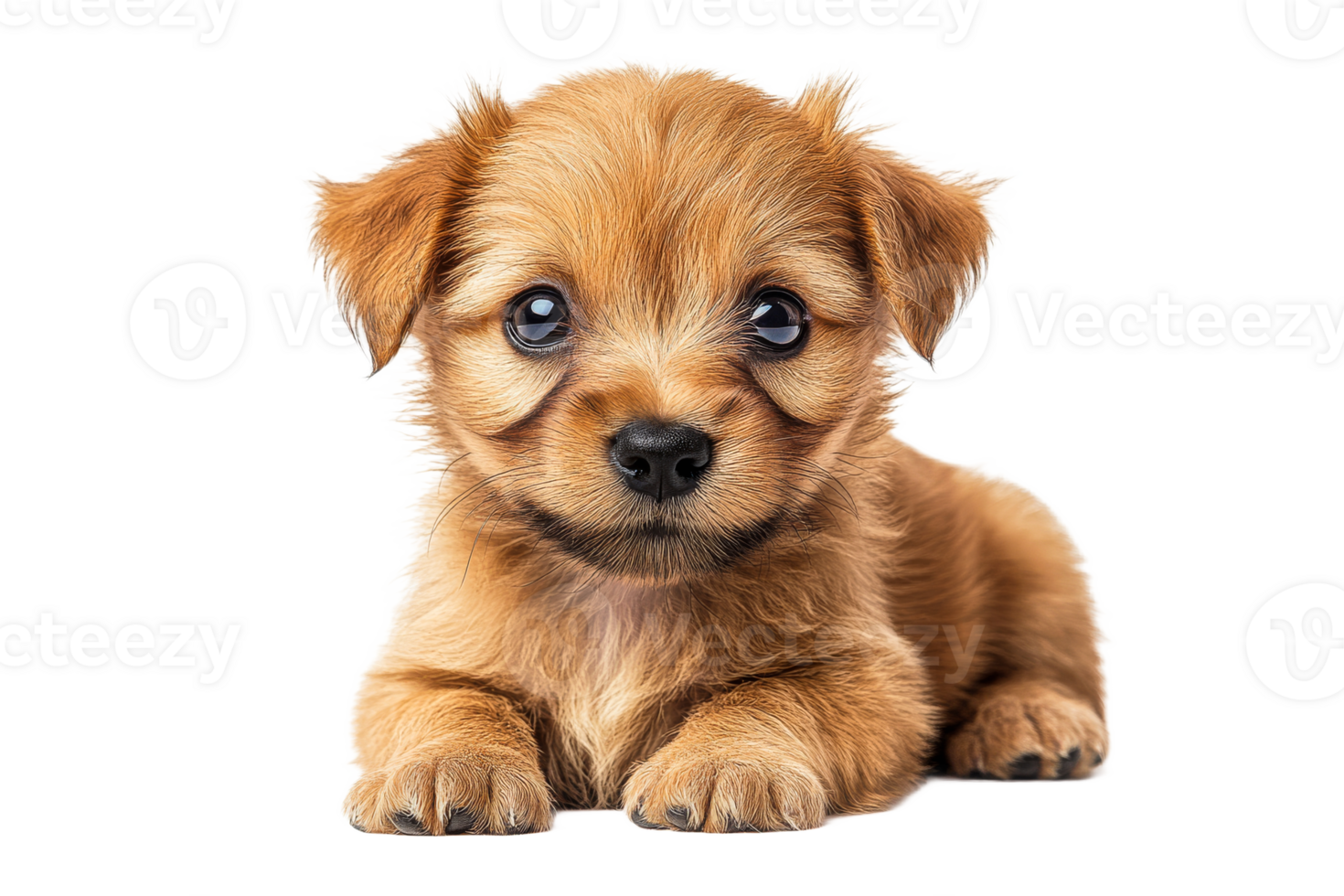 Cute puppy resting on a soft surface with big eyes png