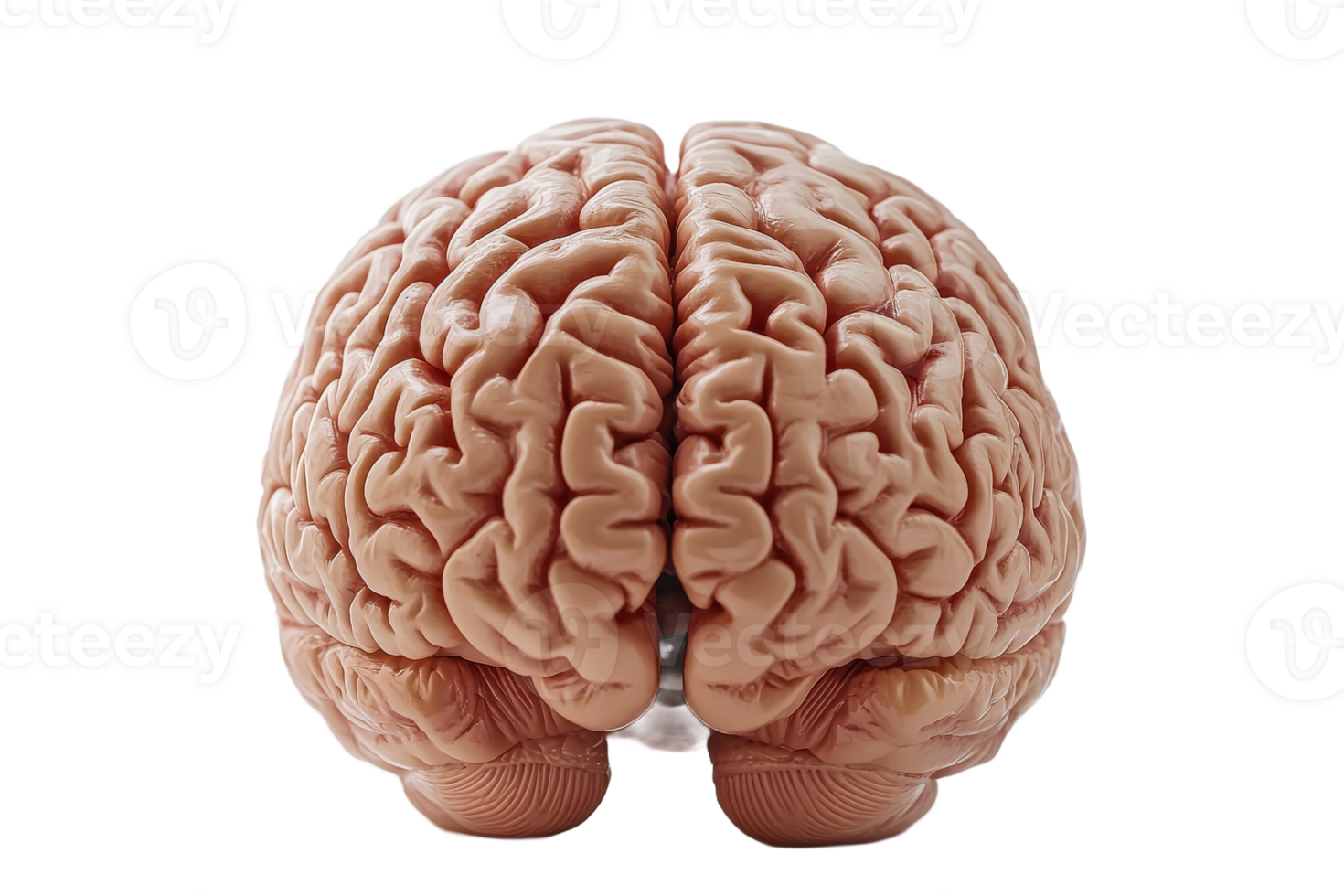 Transparent background for realistic brain model png