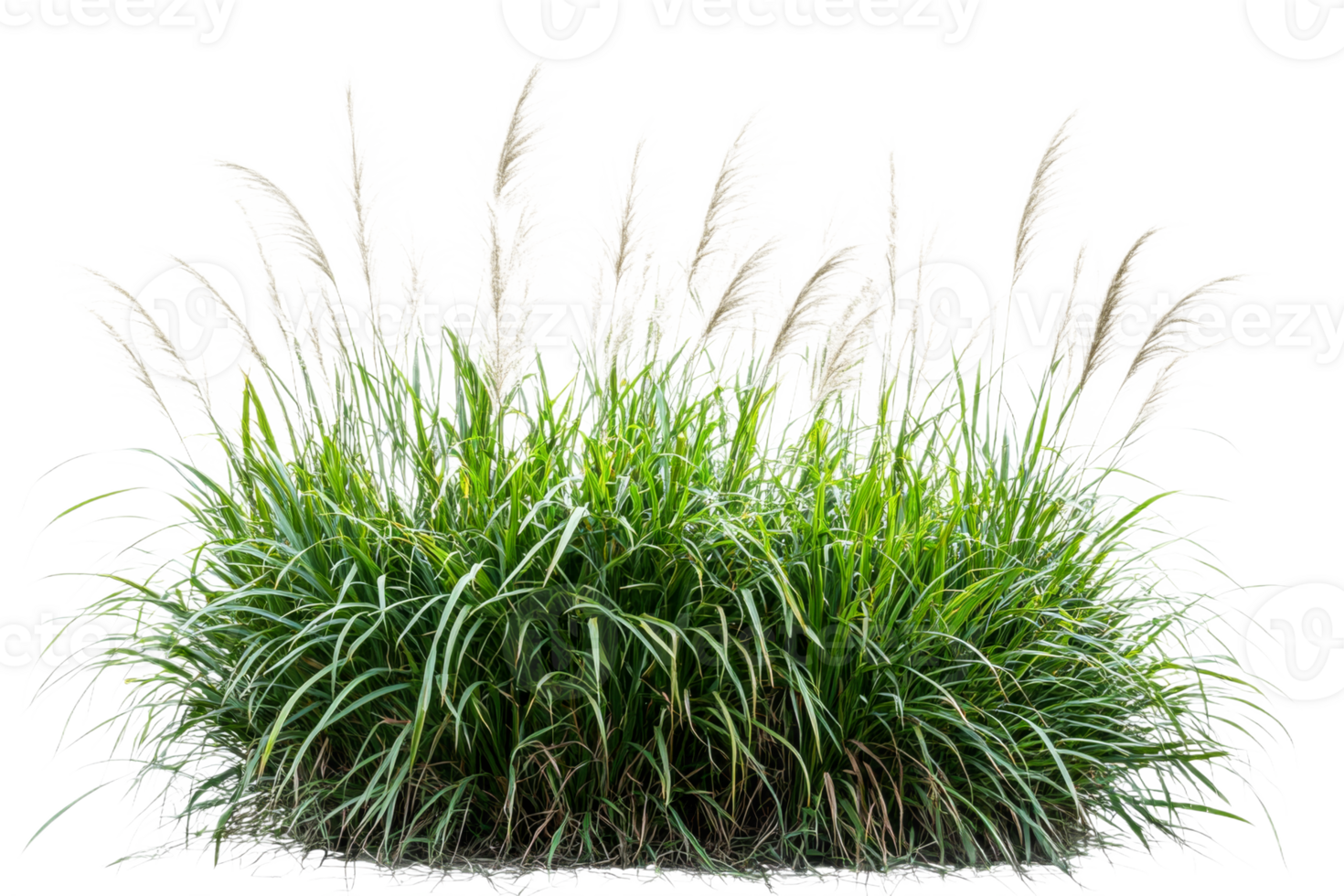 Green grass with tall blades on a transparent background png