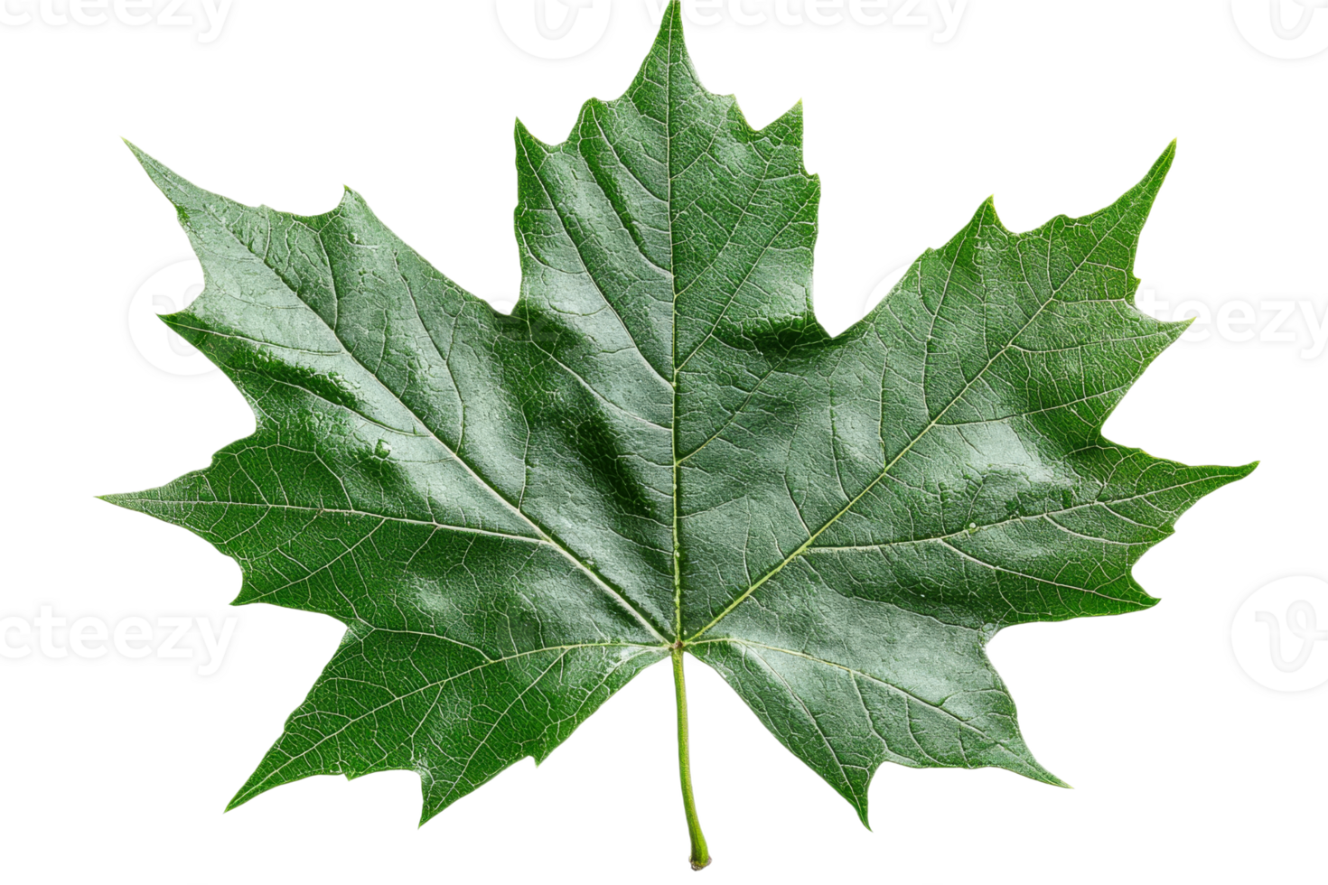 Large green maple leaf with detailed texture png