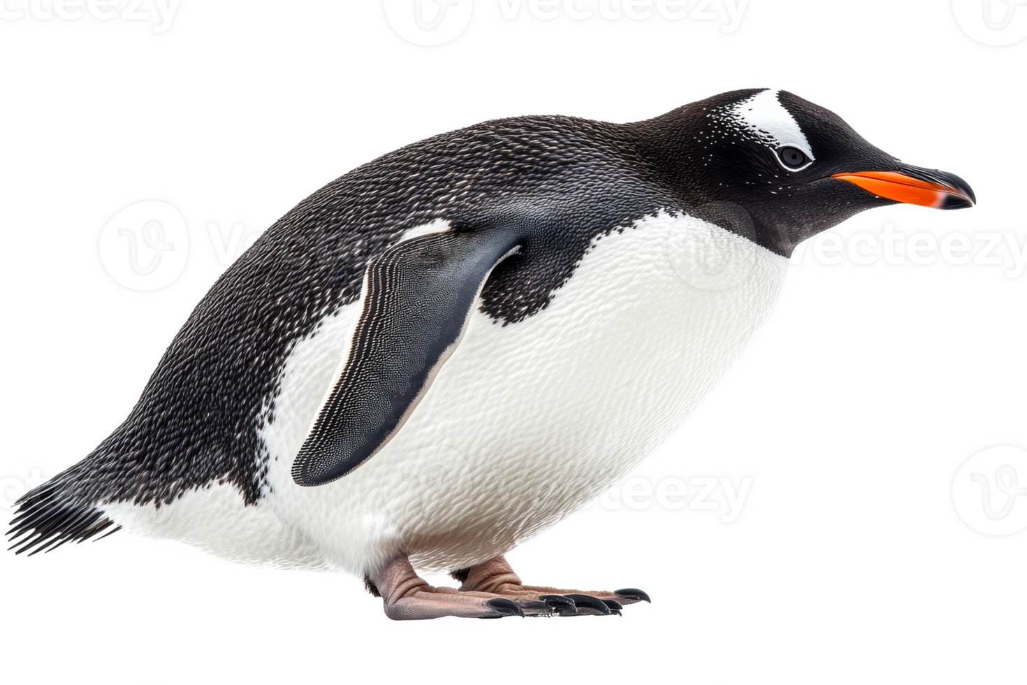 Gentoo penguin standing on solid ground png