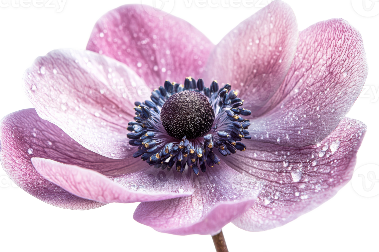 Beautiful pink anemone flower with delicate petals in bloom png