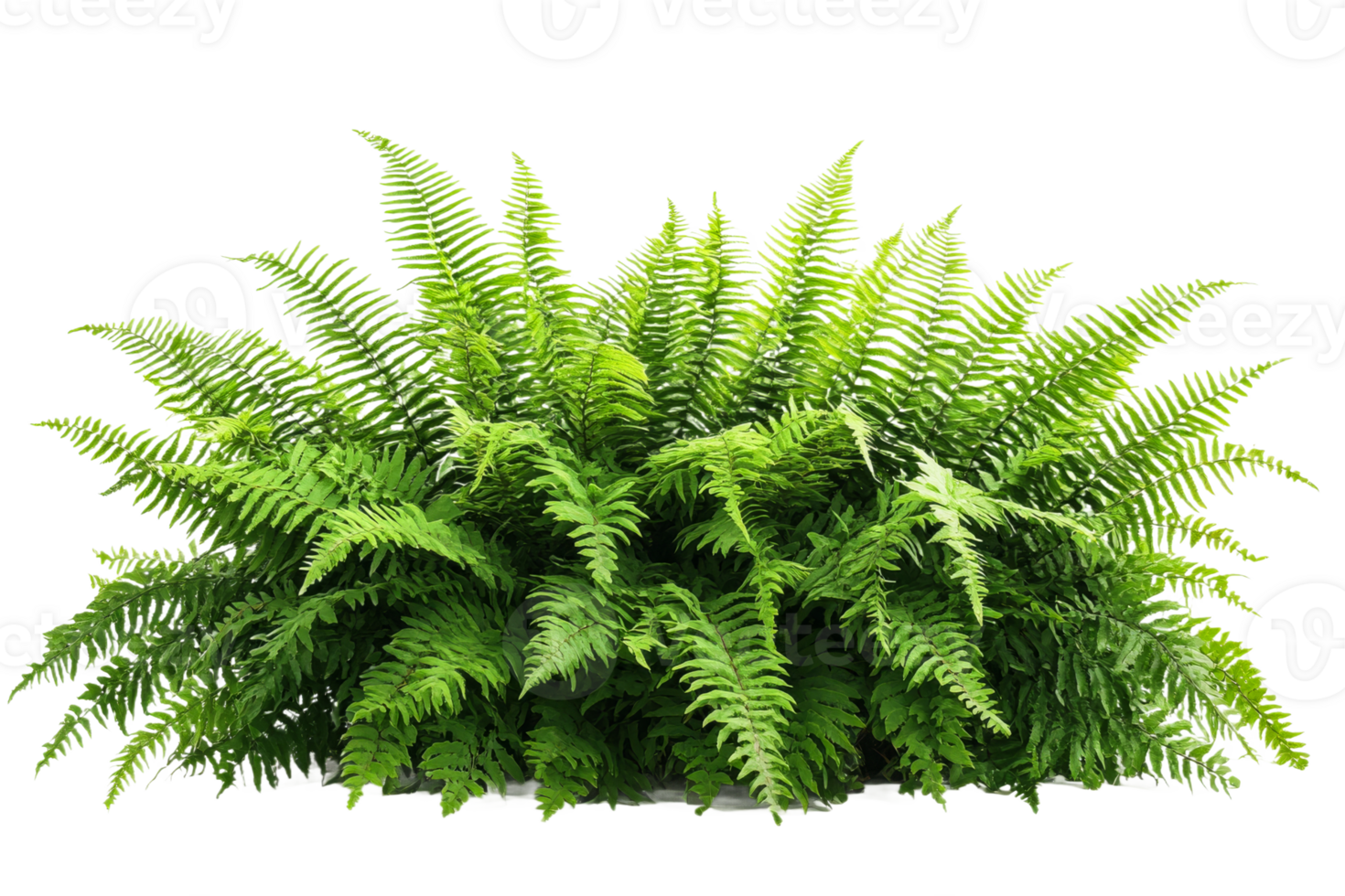 Lush green fern with a transparent background png