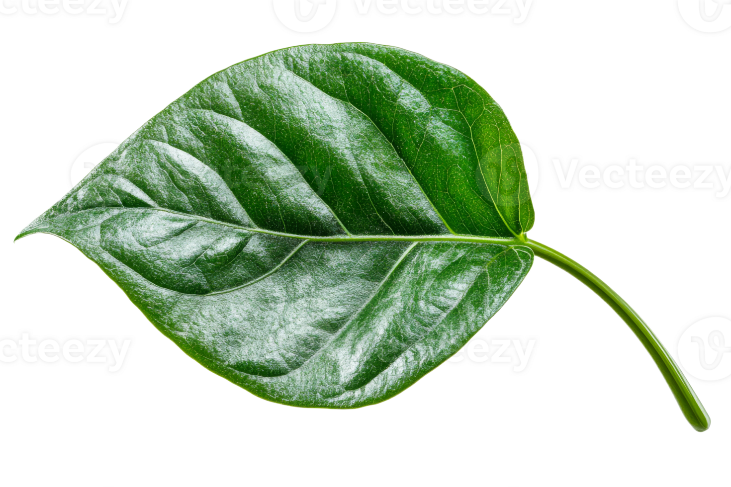 Green leaf with prominent veins and smooth texture png