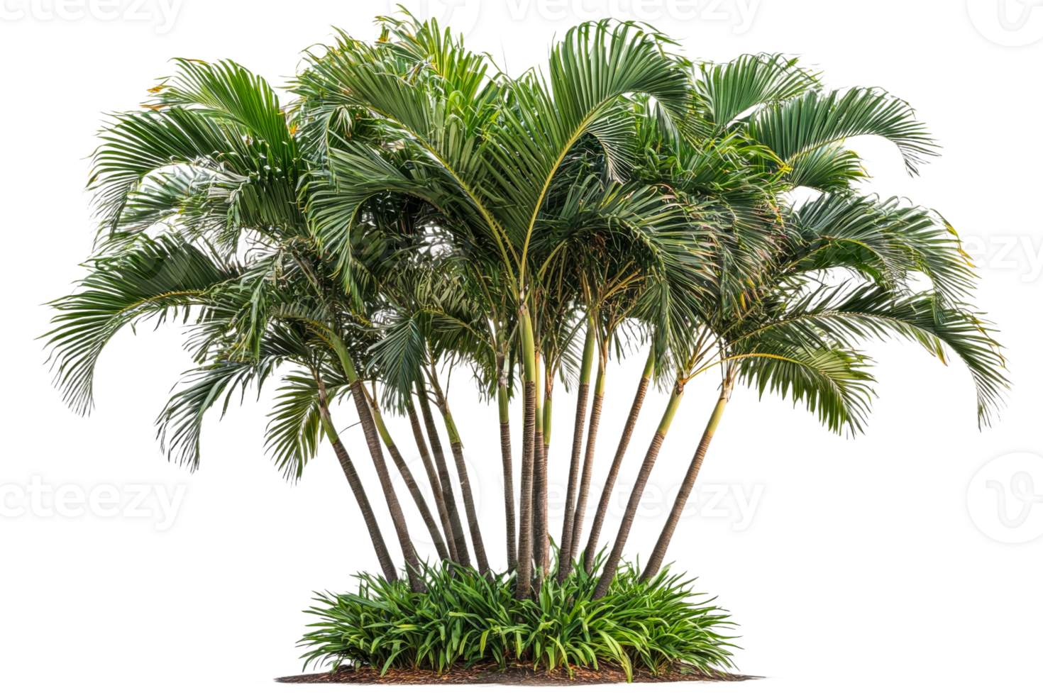 Lush tropical palm cluster with vibrant green foliage png