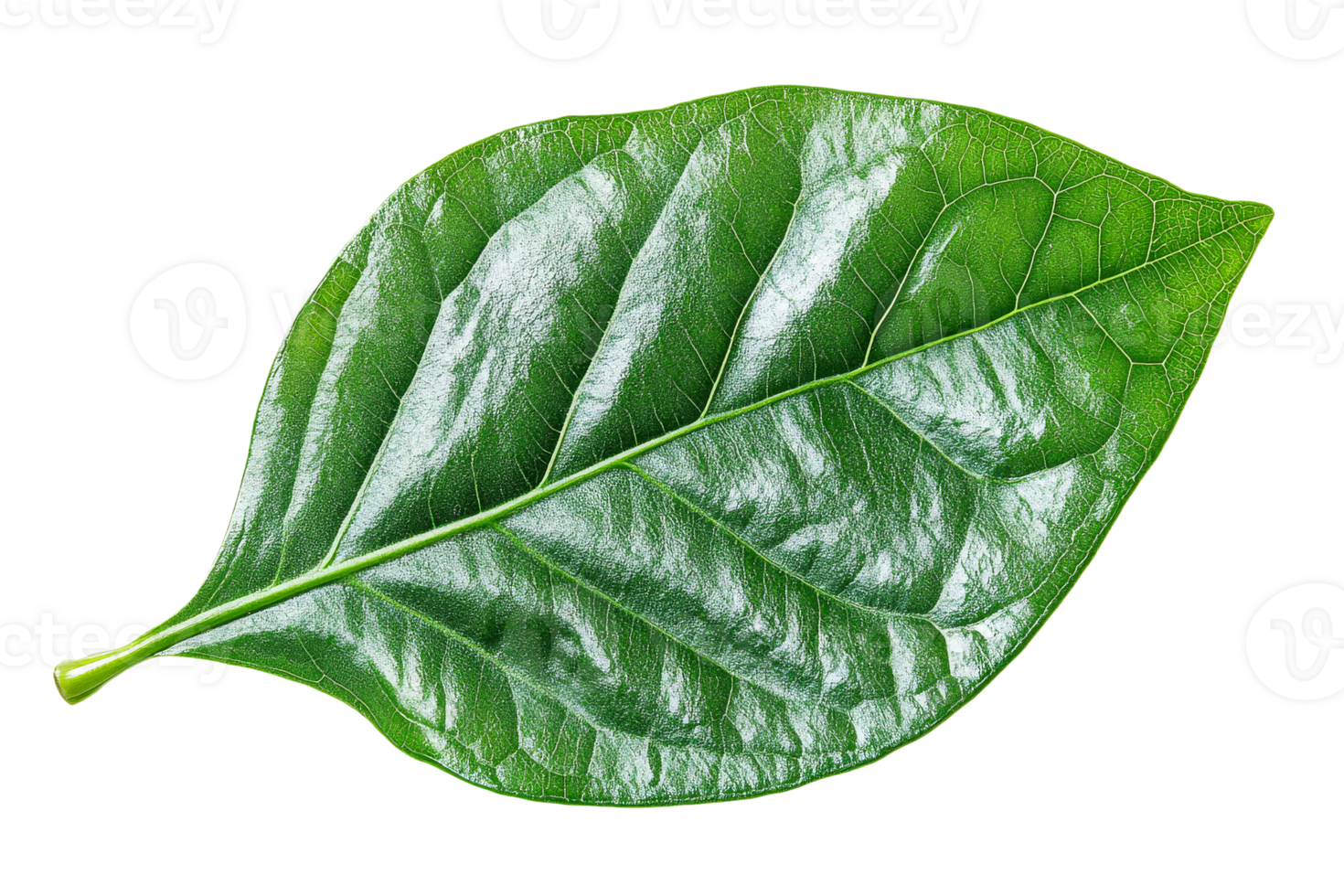 Green leaf with smooth texture on clear background png