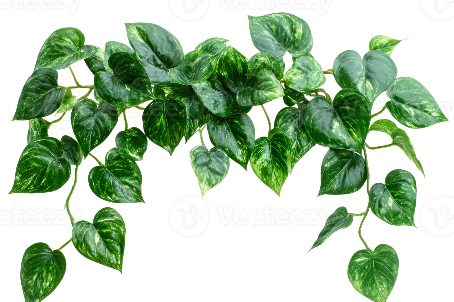 Heart shaped green leaves on a transparent background png
