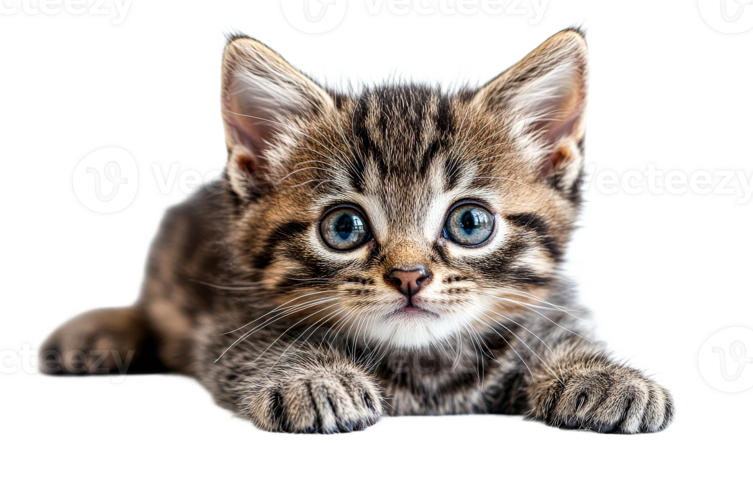 Cute tabby kitten lying on a white surface png