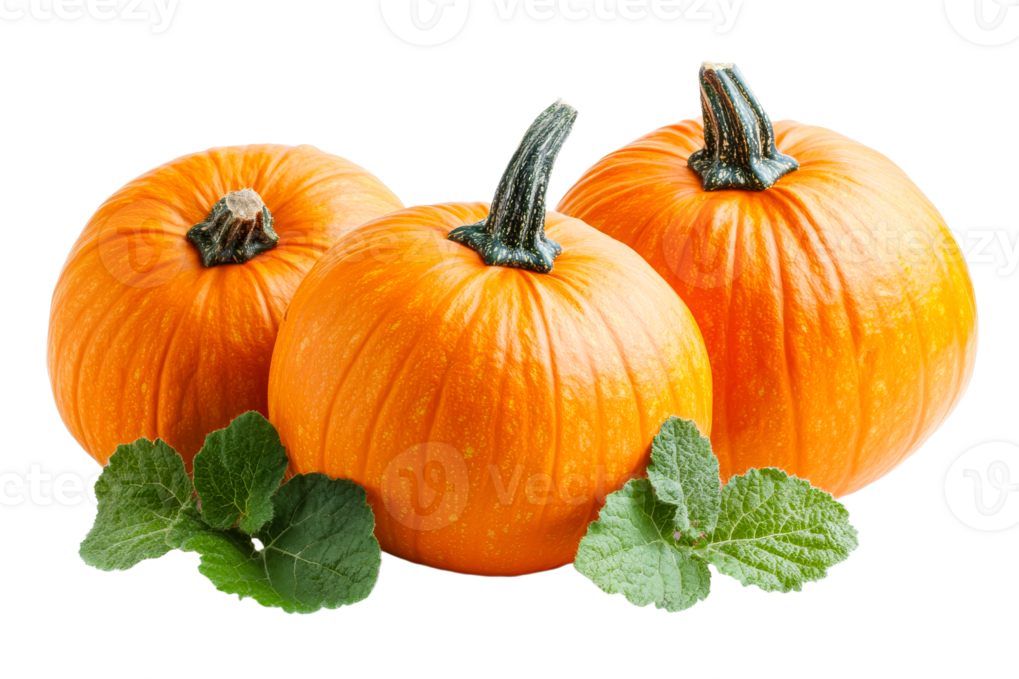 Fresh pumpkins arranged with green leaves on display png
