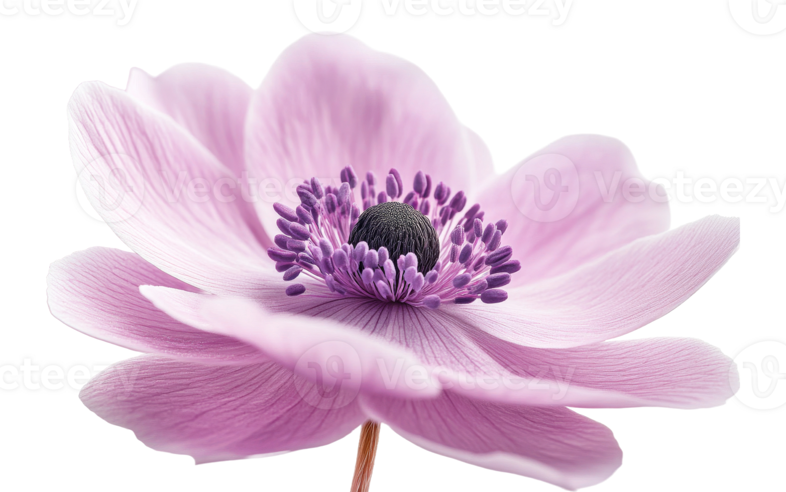 Soft pink flower on a clear background png