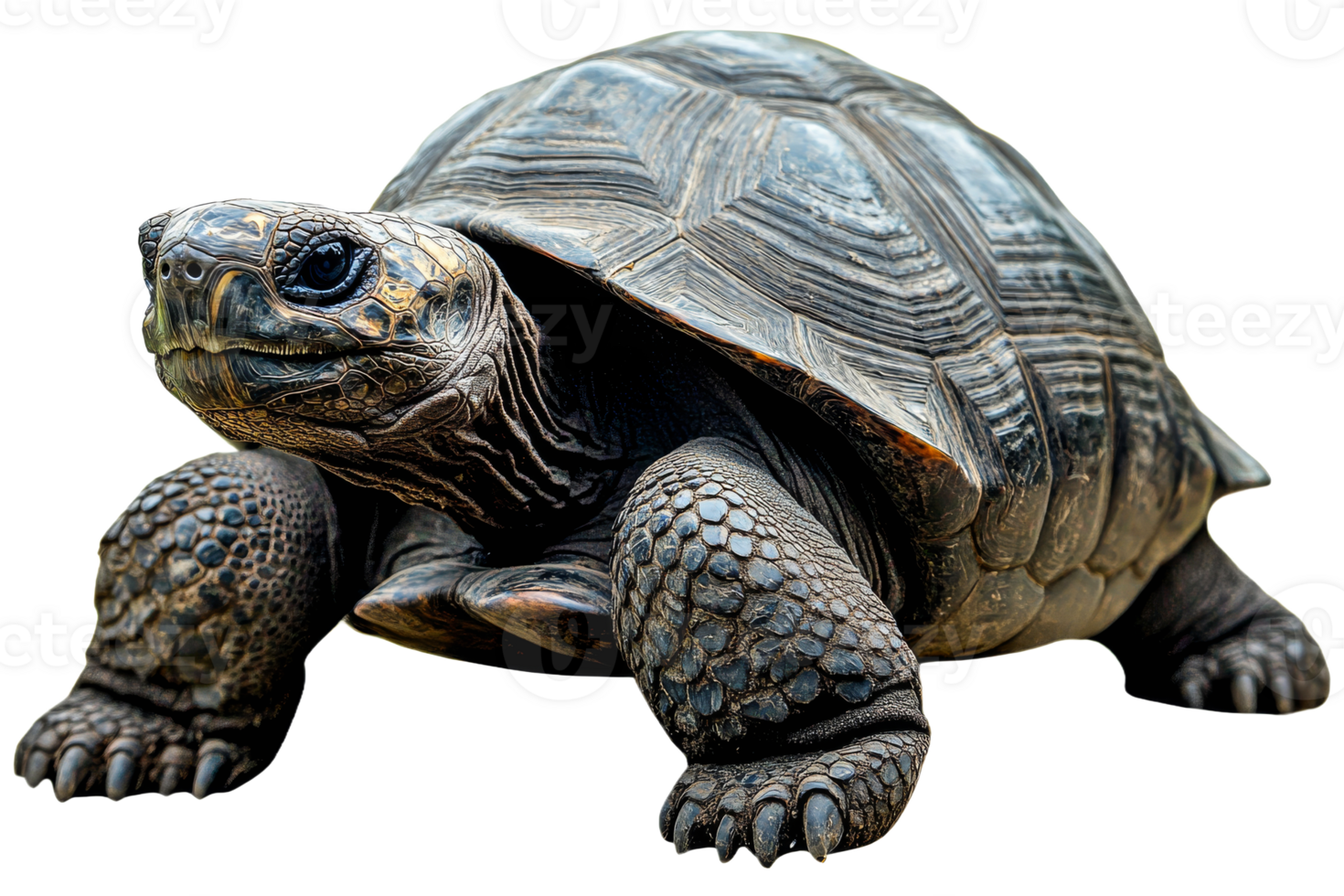 Detailed turtle sculpture with intricate features png