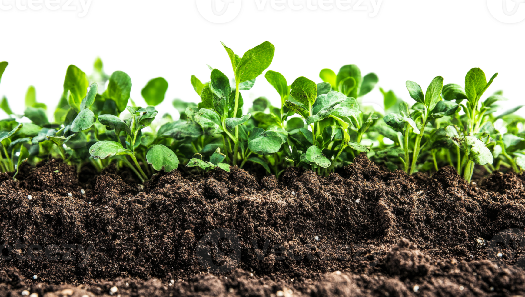 Fresh green seedlings growing in fertile soil png