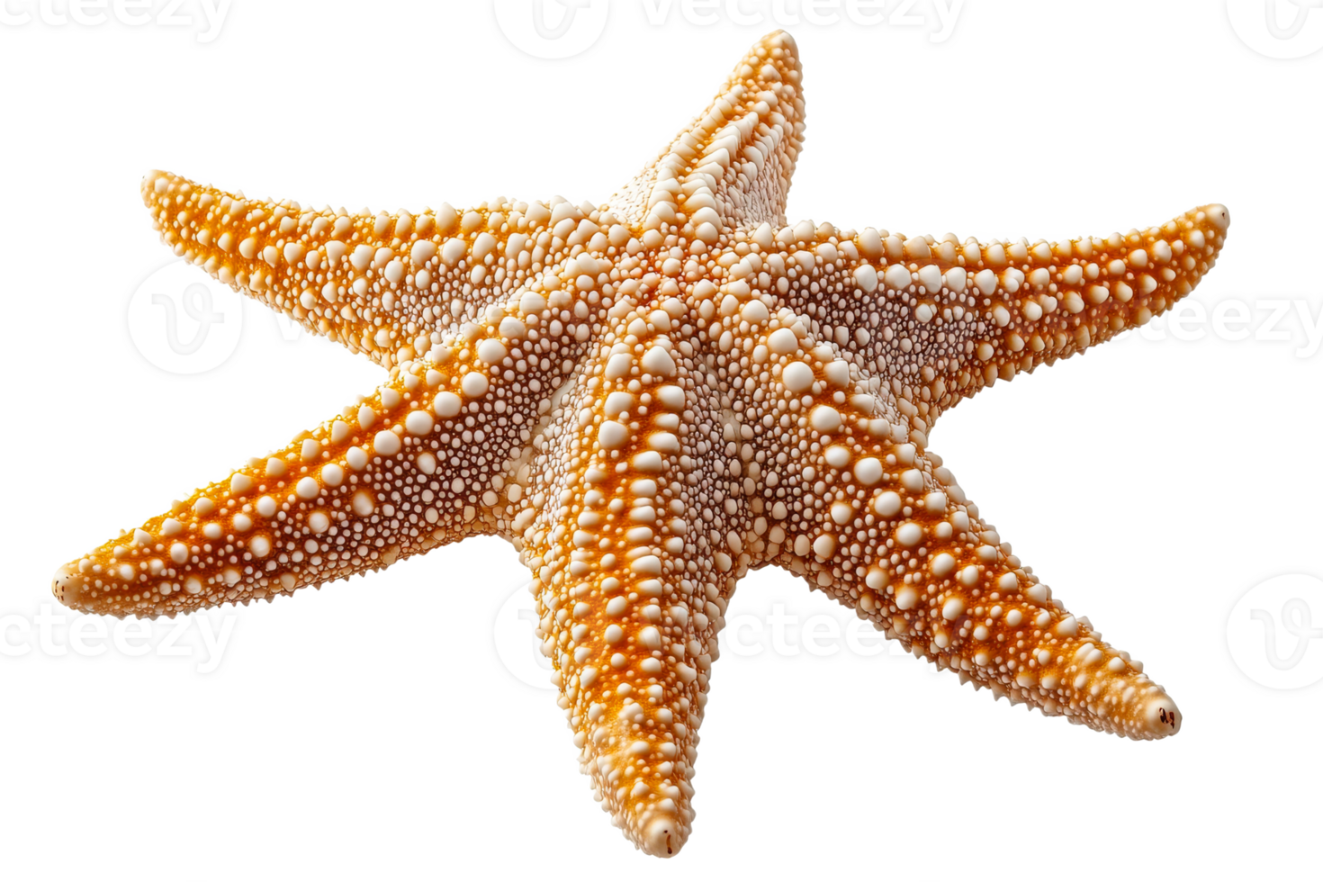 Starfish with detailed textures and vibrant colors png