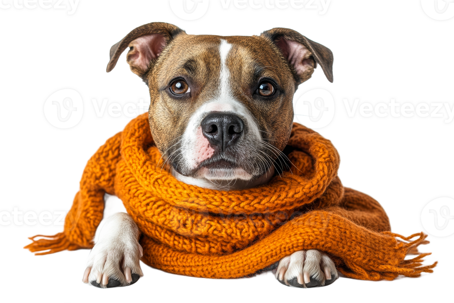 Dog wearing warm scarf against transparent background png