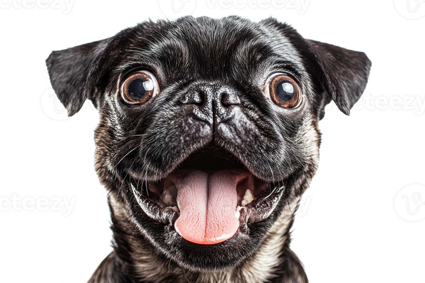 Happy pug dog with big eyes and open mouth png