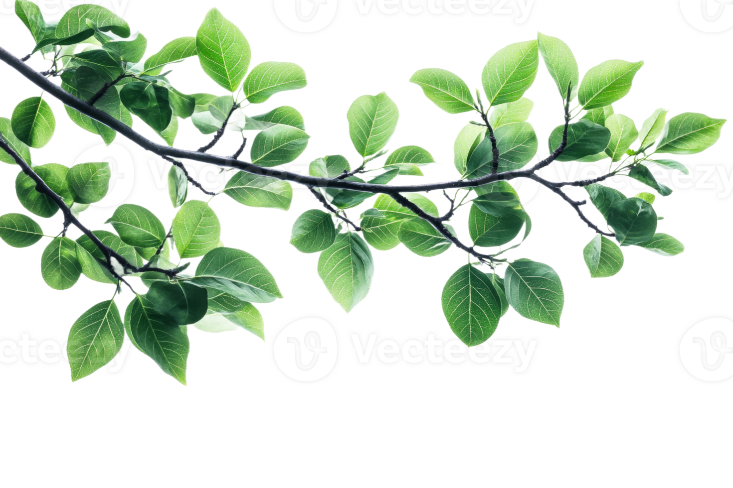 Vibrant green leaves on a branch against a clear background png