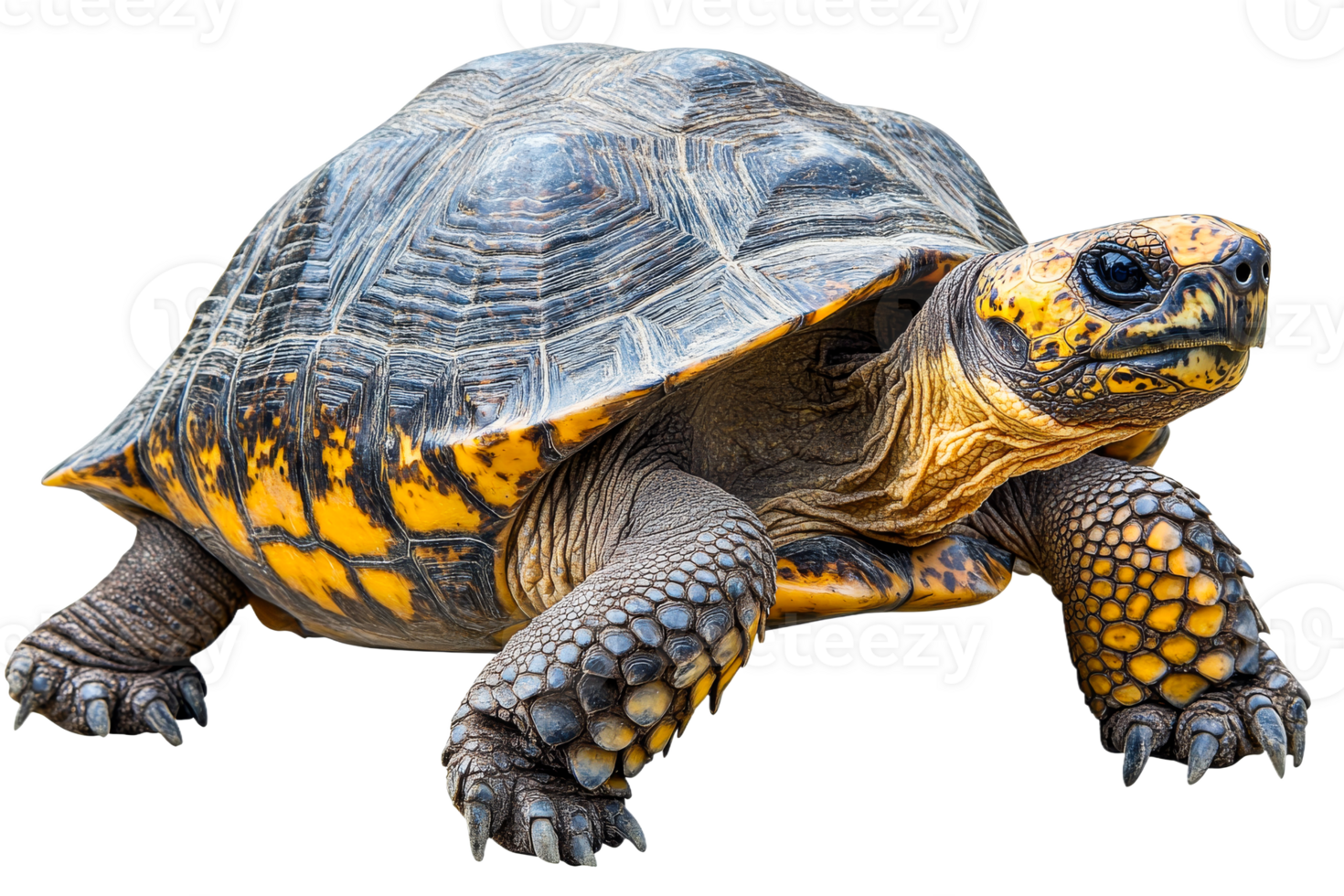 Yellow and black turtle on a transparent background png