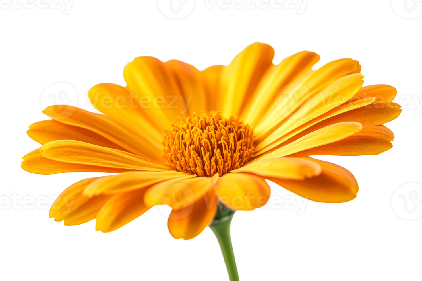 Bright orange flower with transparent background png