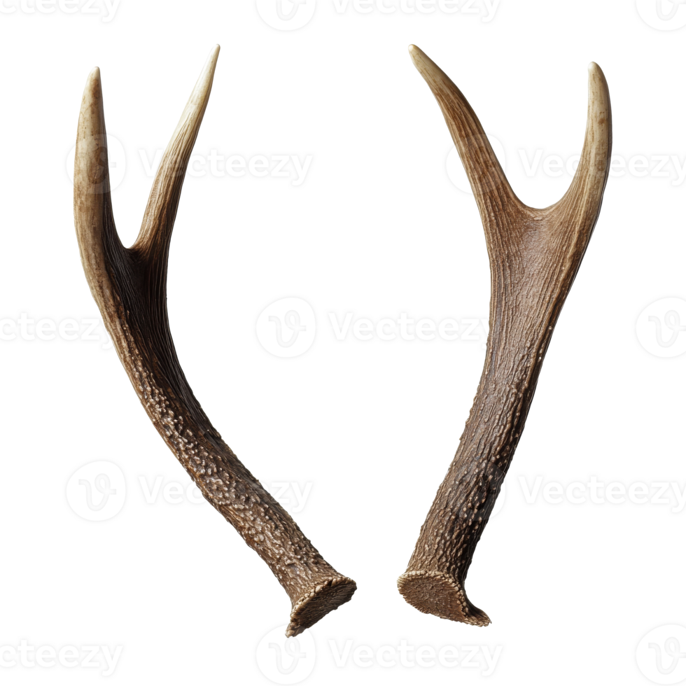 Unique pair of antlers with a transparent background png