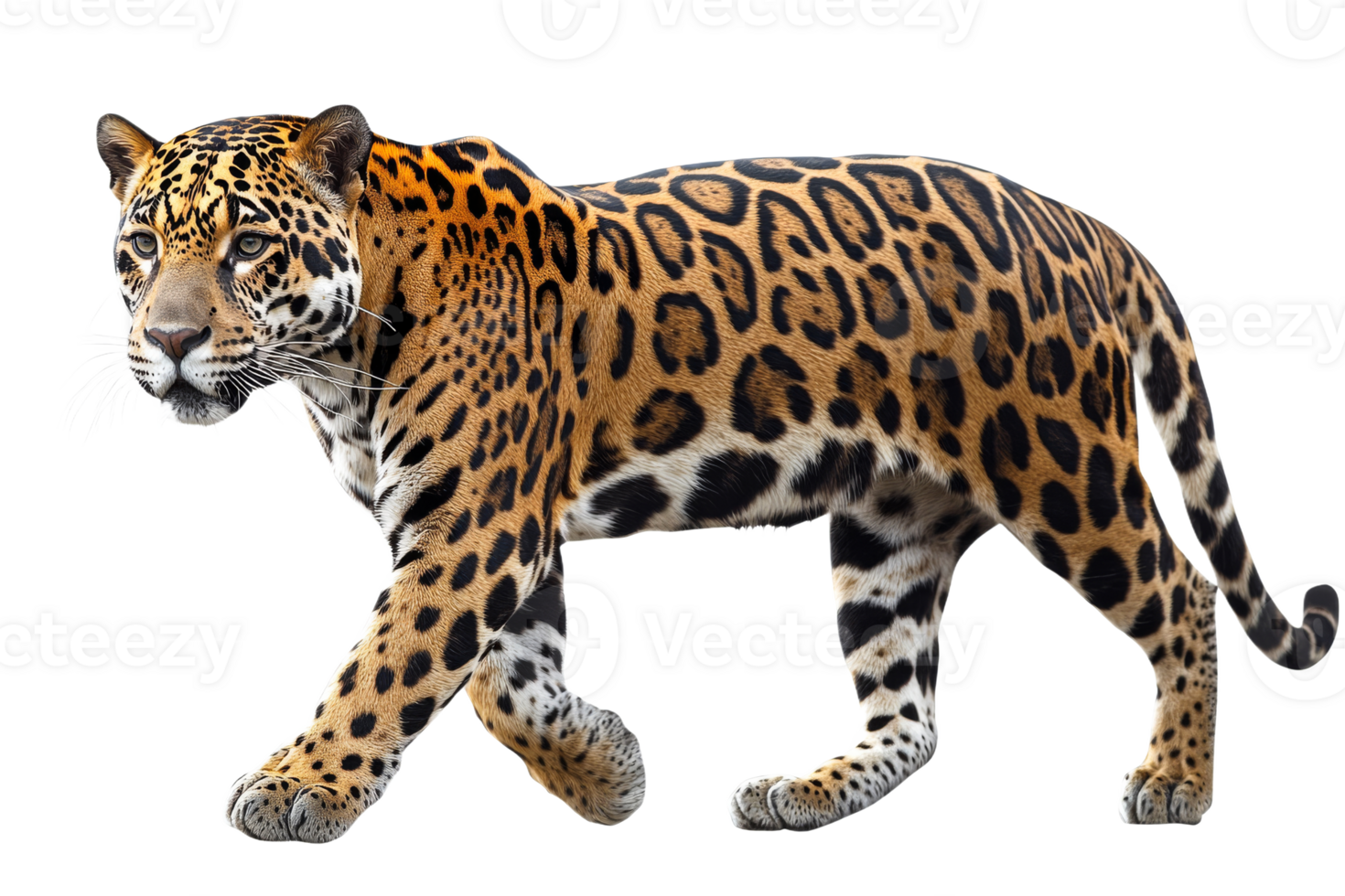 Powerful jaguar walking on a transparent background png