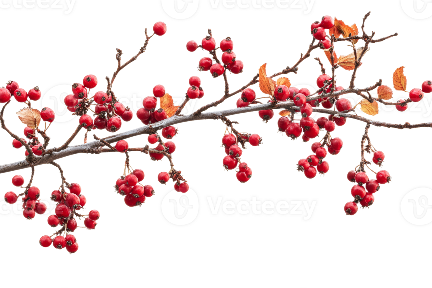 Bright red berries on a branch with transparent background png