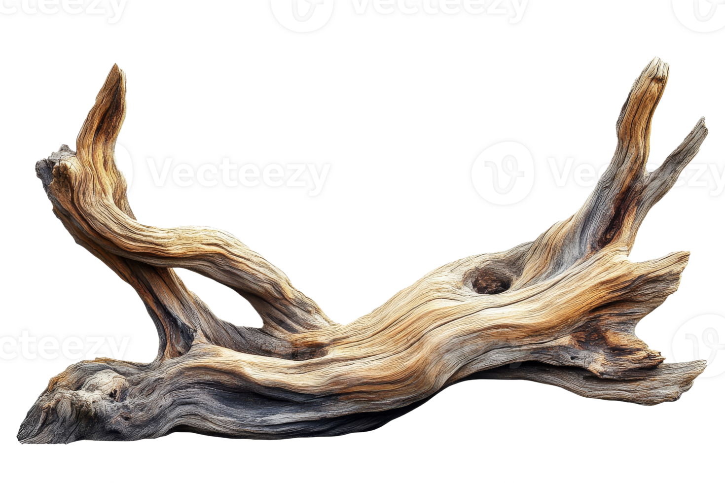 Unique driftwood piece with intricate textures and forms png