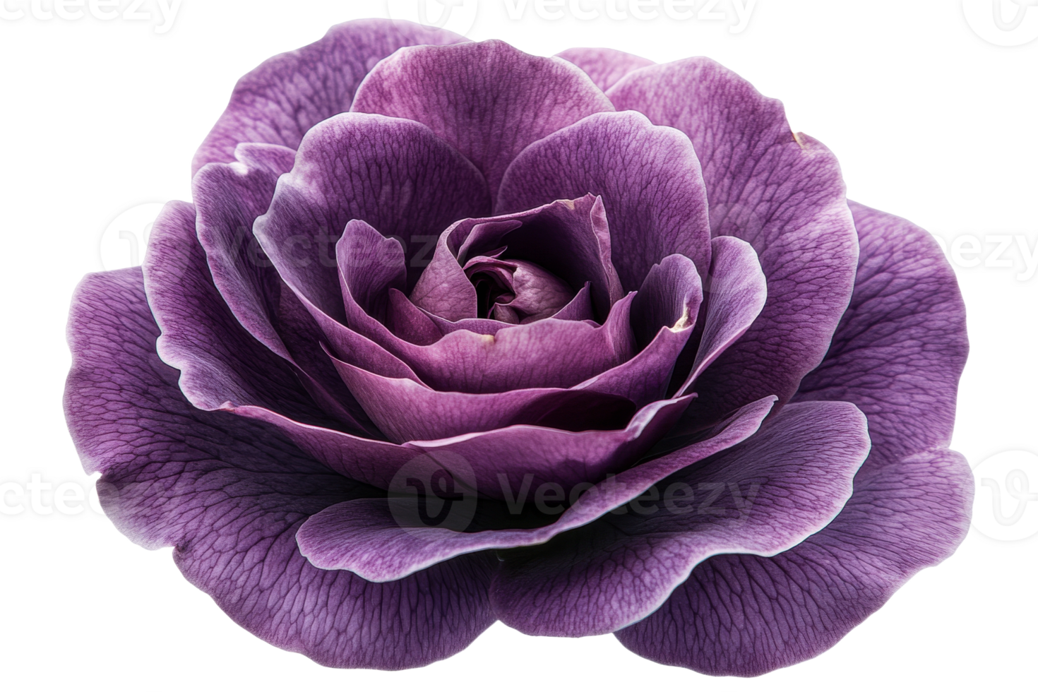 Beautiful purple rose blooms with delicate petals png