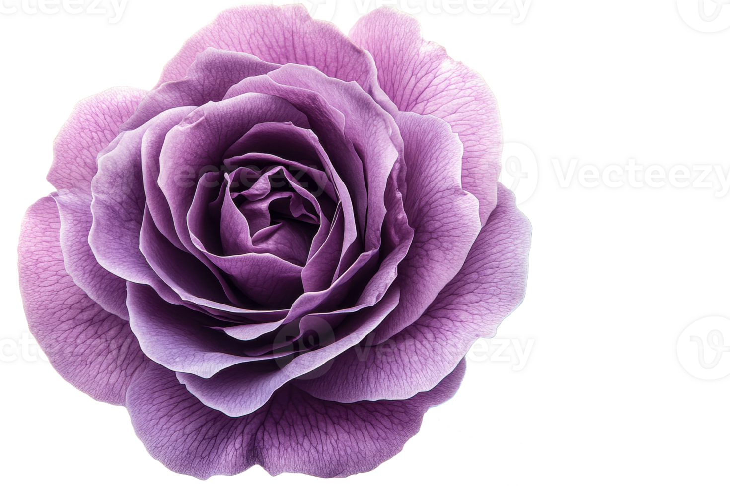Lavender rose with delicate petals on clear bg png