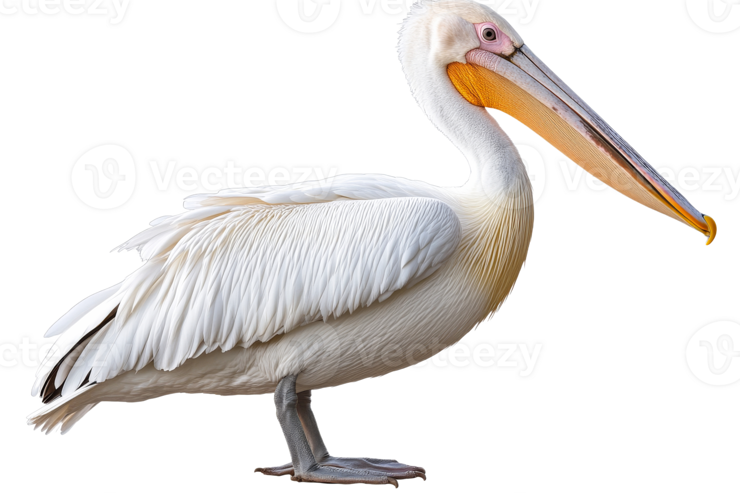 White pelican standing on one leg in a natural setting png
