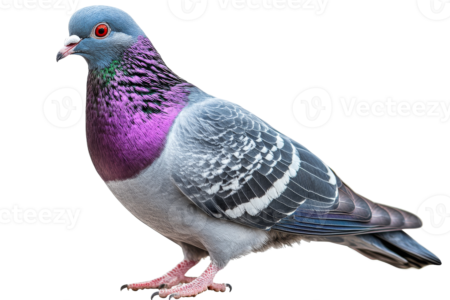 Iridescent pigeon on a clear background png