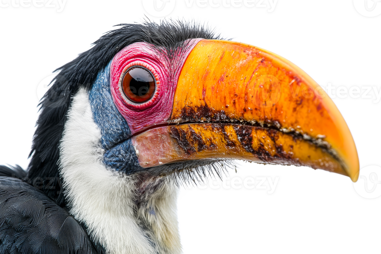 Colorful toucan perched with large beak in clear setting png