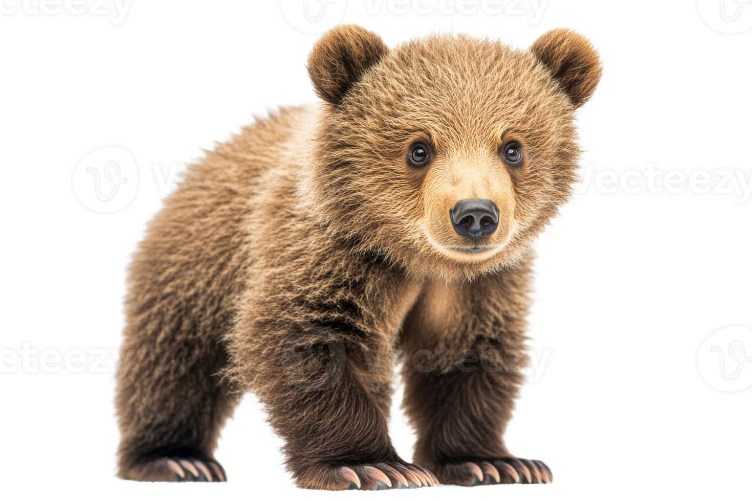 Cute bear cub standing on soft paws with friendly expression png